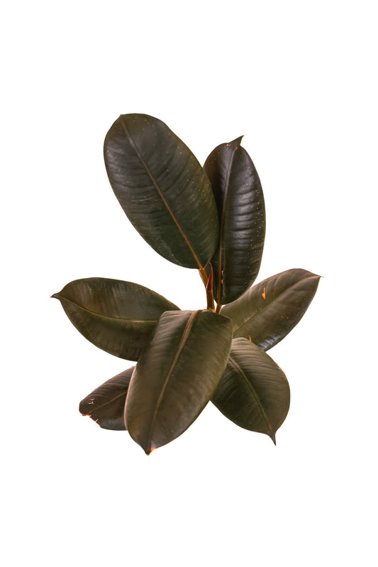 Ficus Burgundy Rubber Tree