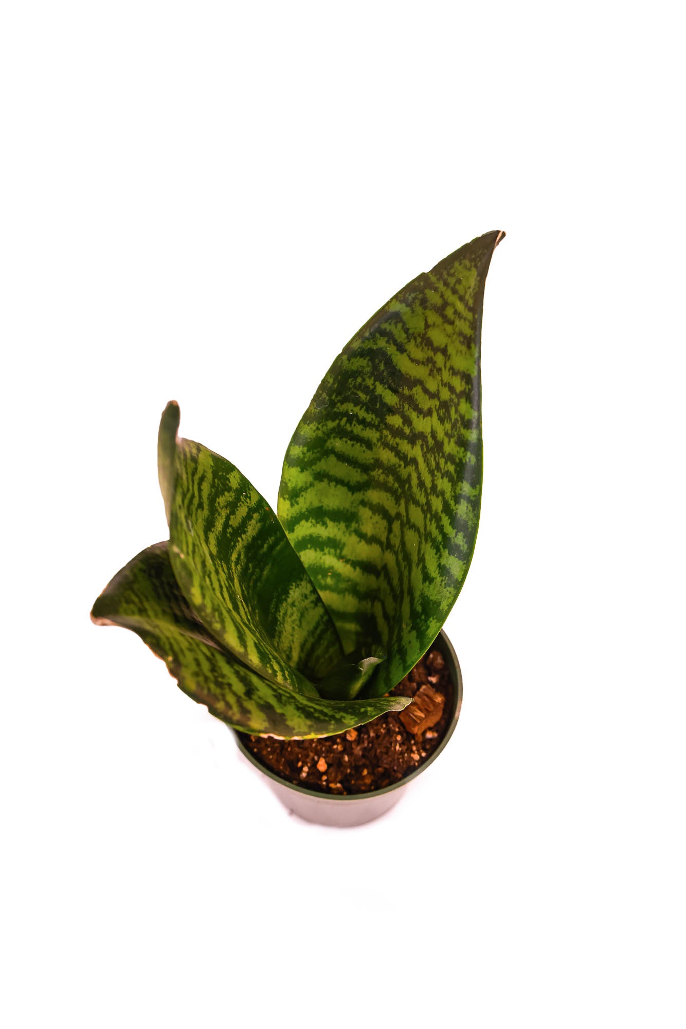 Snake Plant Black Coral