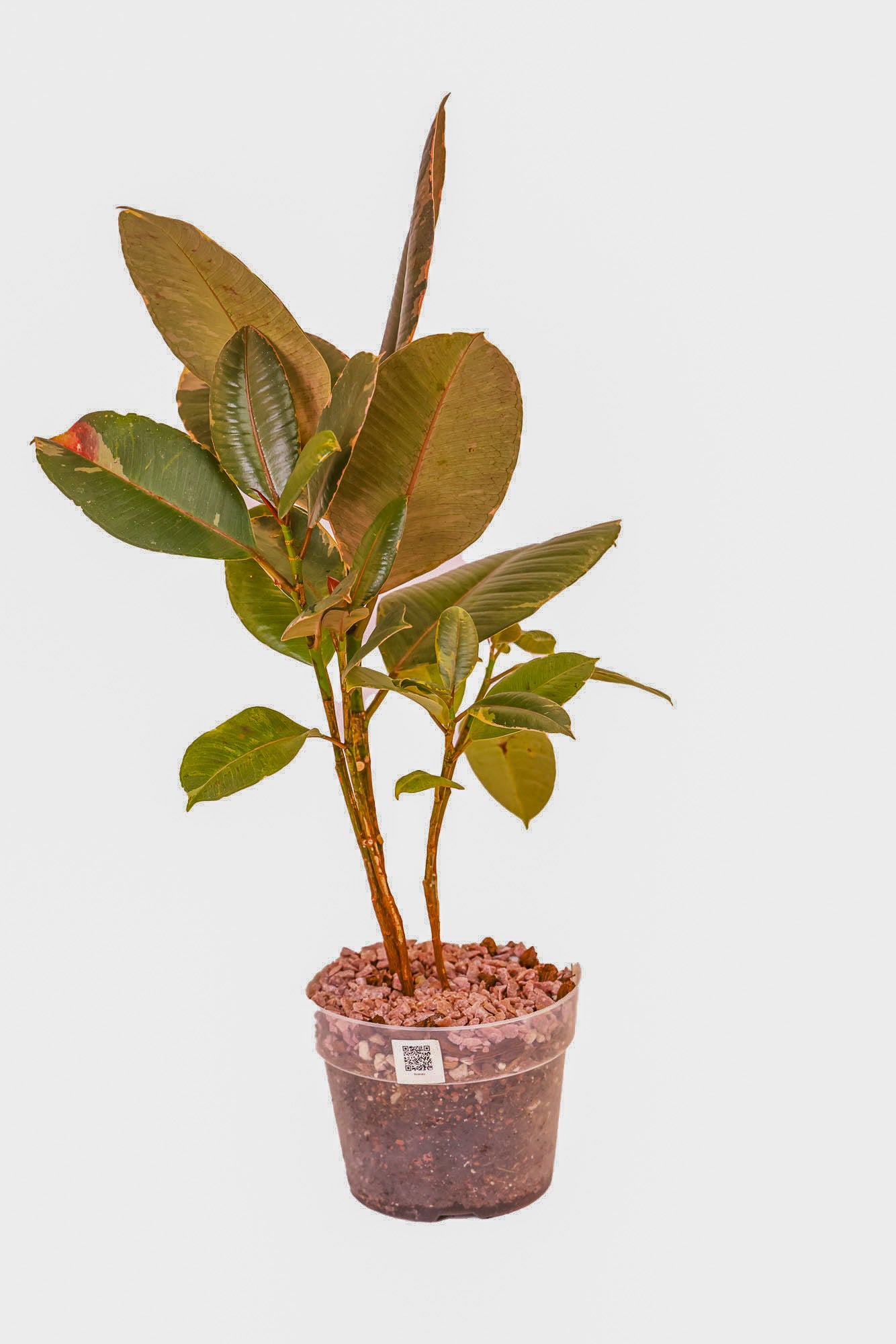 Ficus Ruby