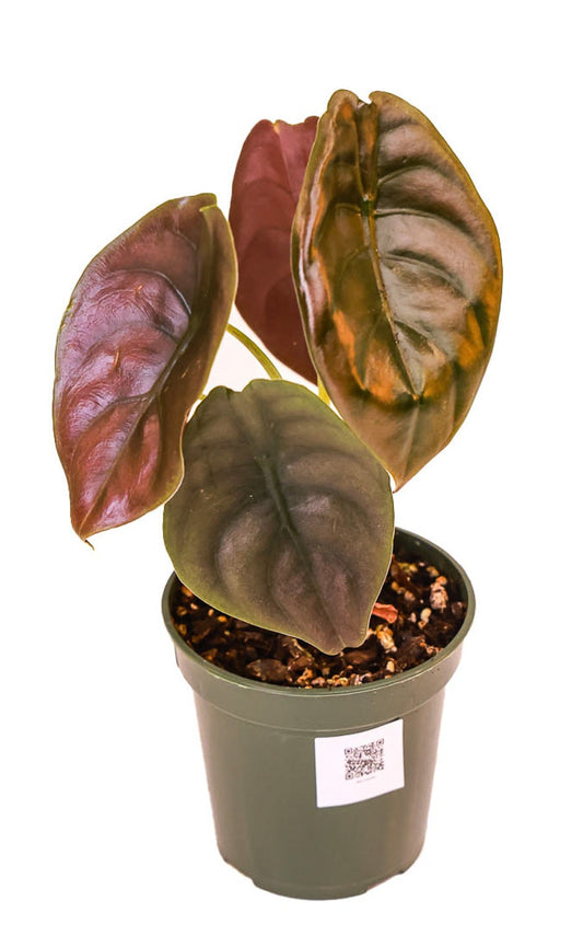 Alocasia Red Cuprea -Nursery Grown