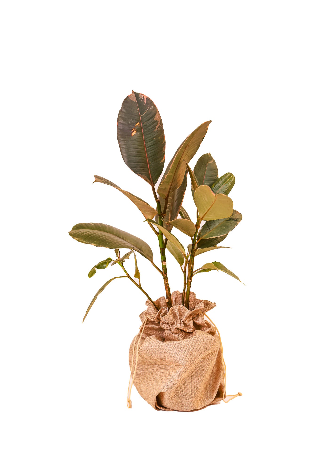 Ficus Ruby