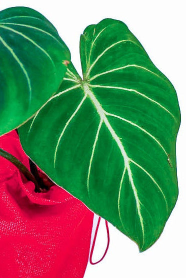 Philodendron Gloriosum