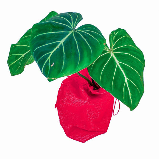 Philodendron Gloriosum