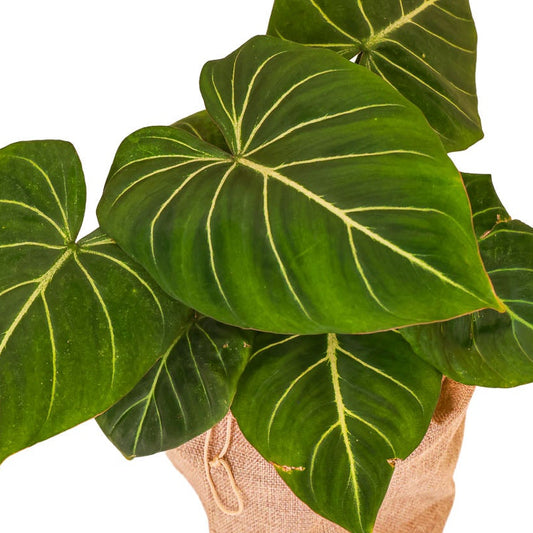Philodendron Gloriosum - Collectors Valentine Edition (7")