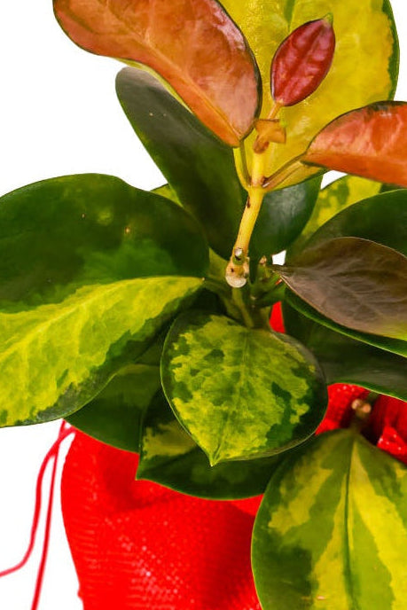 Hoya Australis Lisa- Easy Care- Red Burlap- Valentines Day Edition