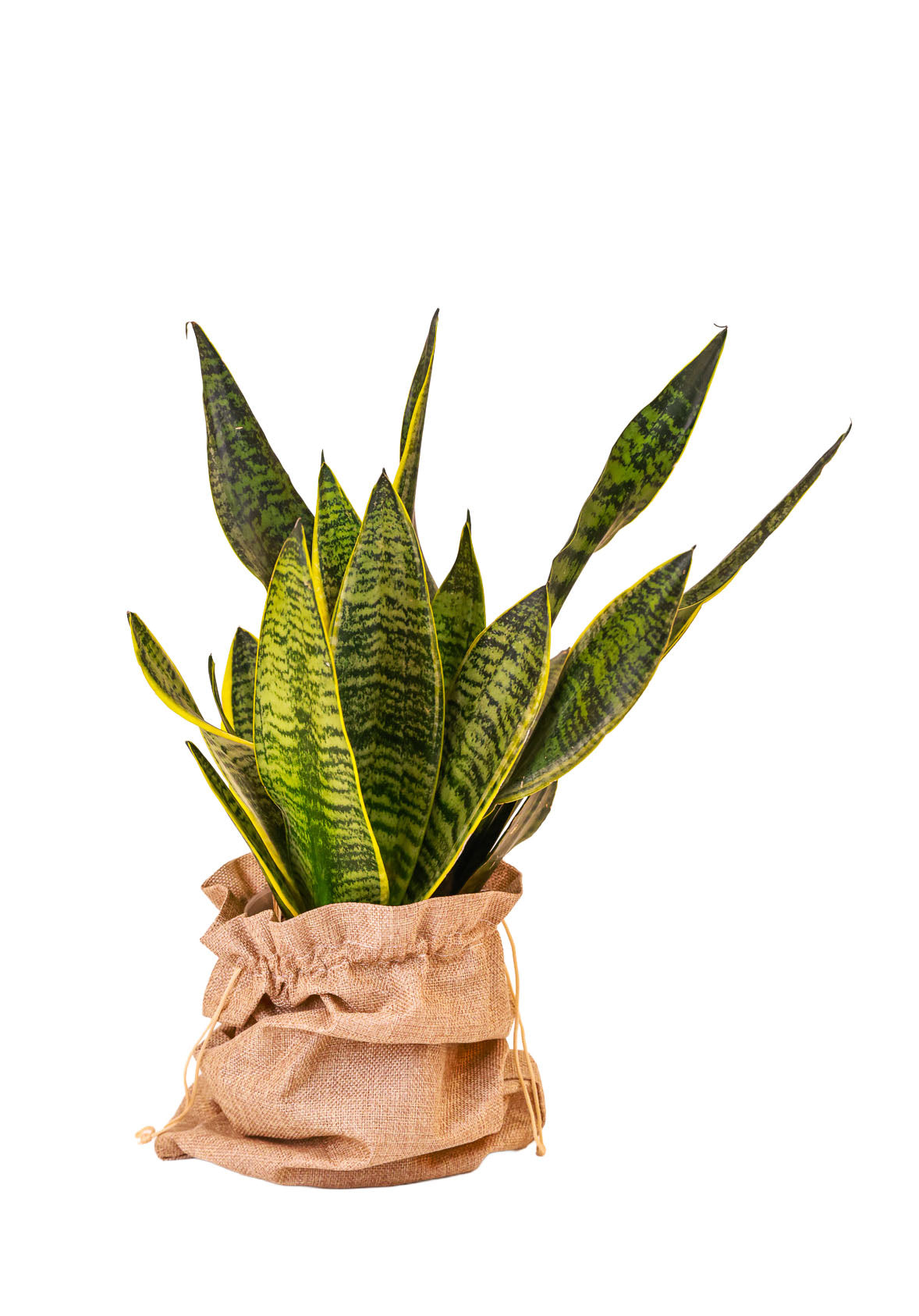 Snake Plant Sansevieria
