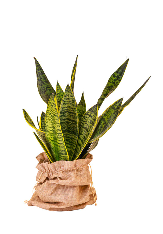 Snake Plant Sansevieria