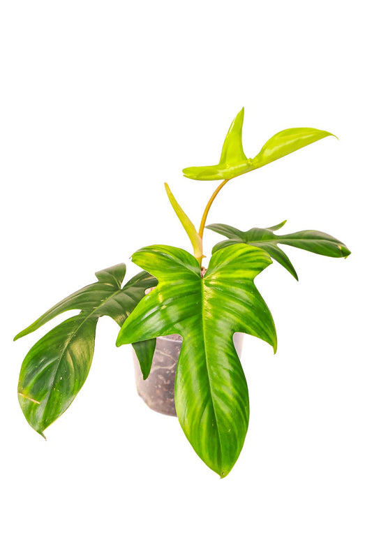 Philodendron Florida Beauty