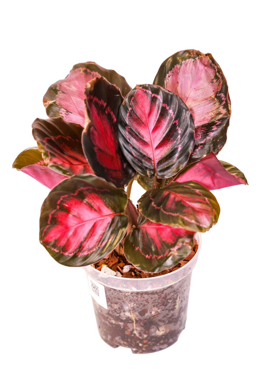 Calathea Crimson