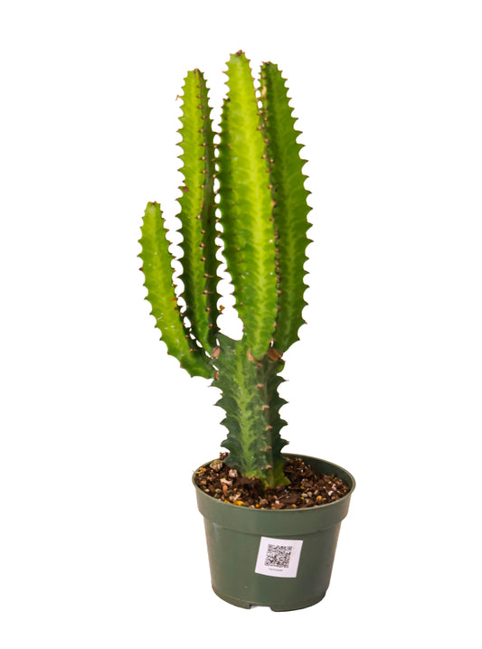 Euphorbia Trigona Green