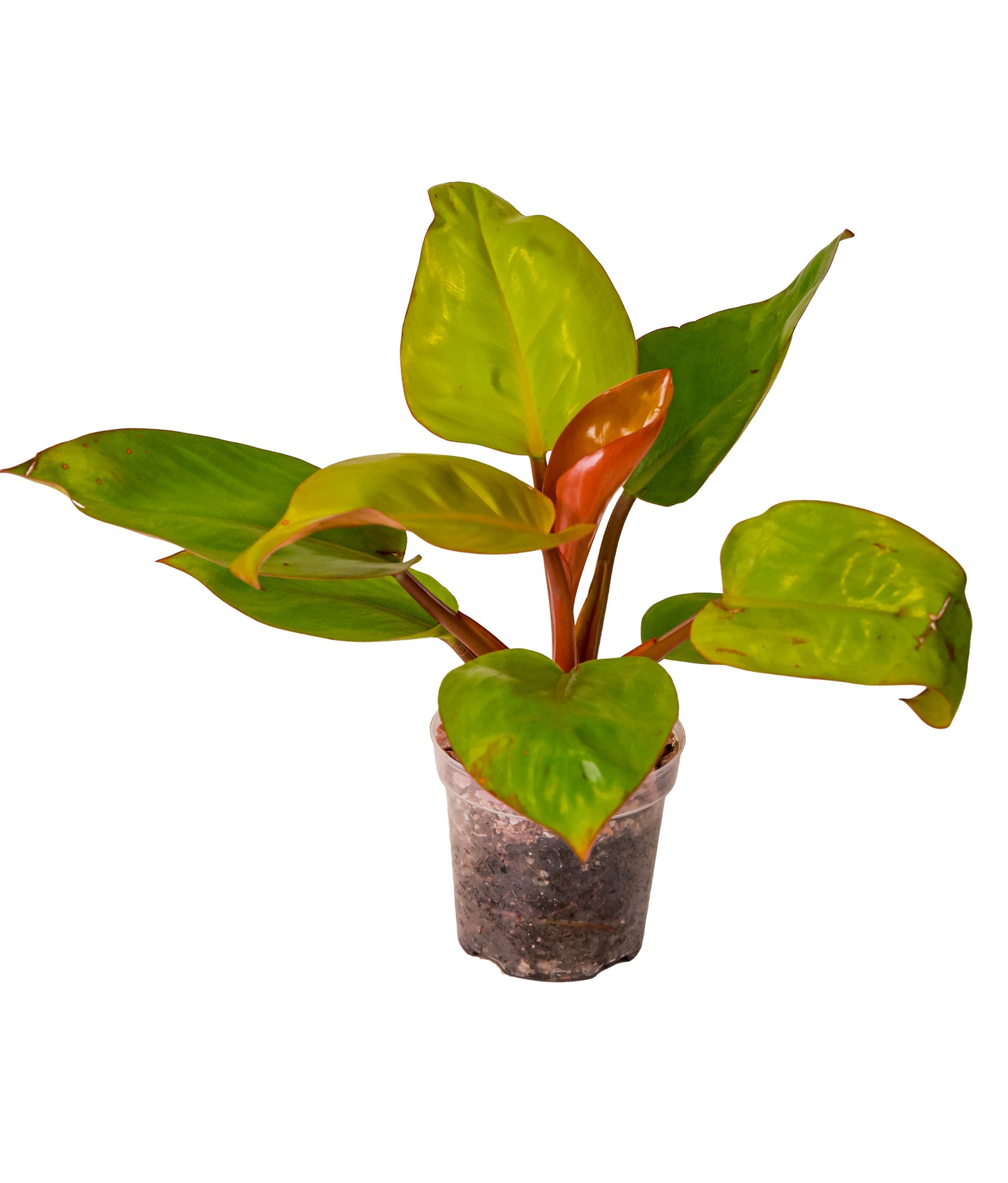 Philodendron Mars
