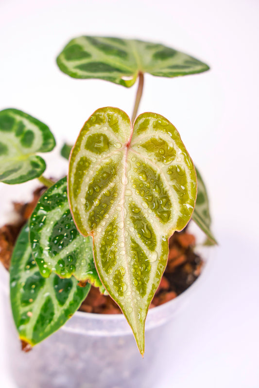 Anthurium Doc Block x Brielle x Zara