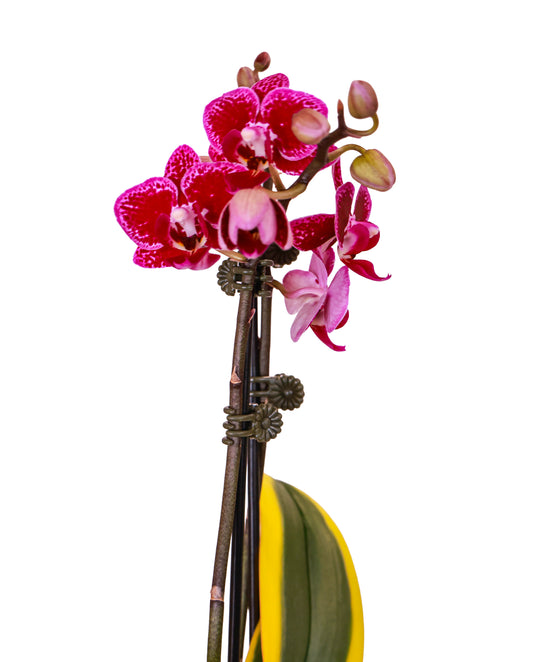 Variegated Phalaenopsis Orchid - Double Stem (Gift-Ready)