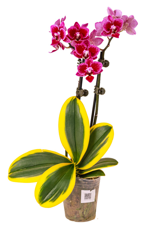 Variegated Phalaenopsis Orchid - Double Stem (Gift-Ready)