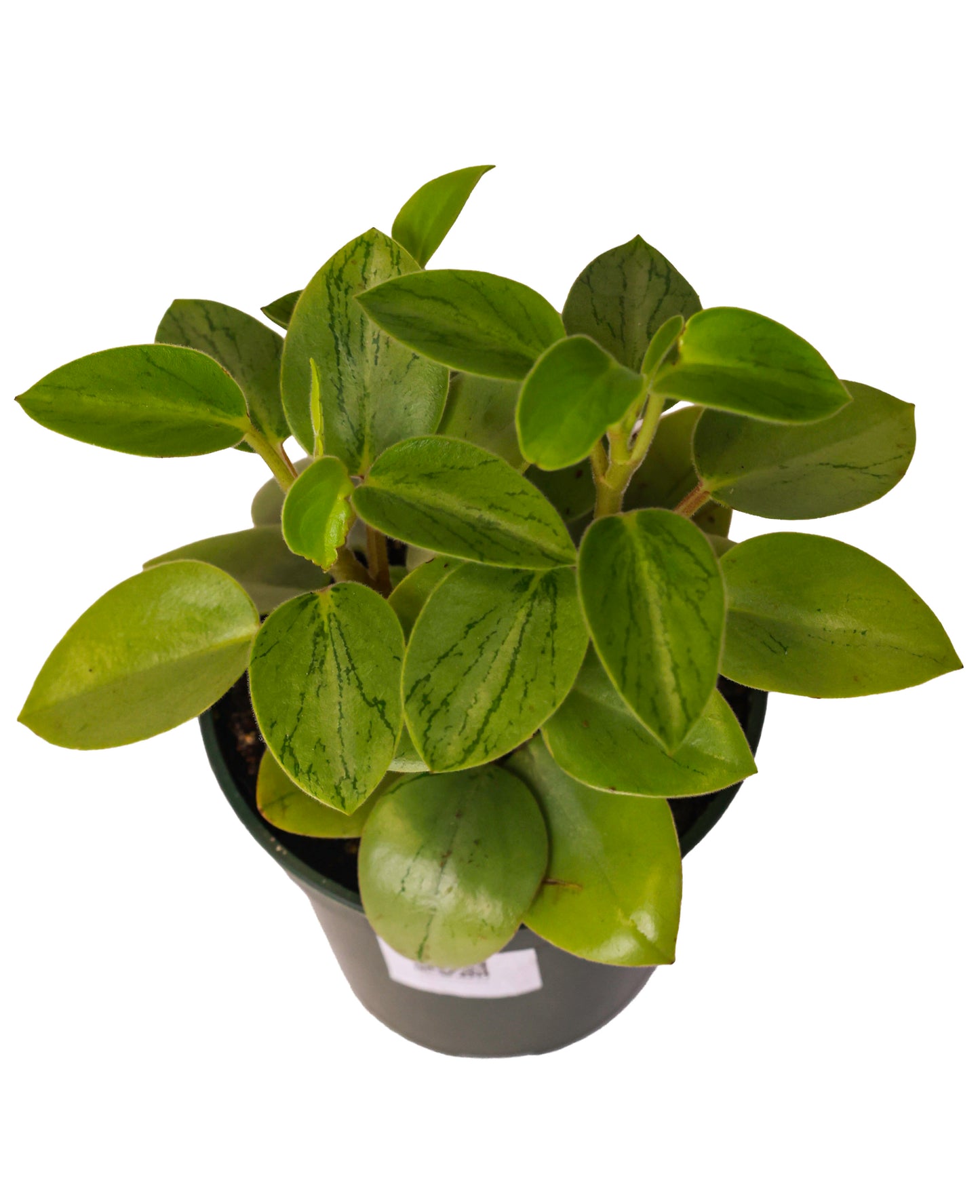 PEPEROMIA PIXIE LIME