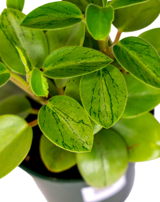 PEPEROMIA PIXIE LIME
