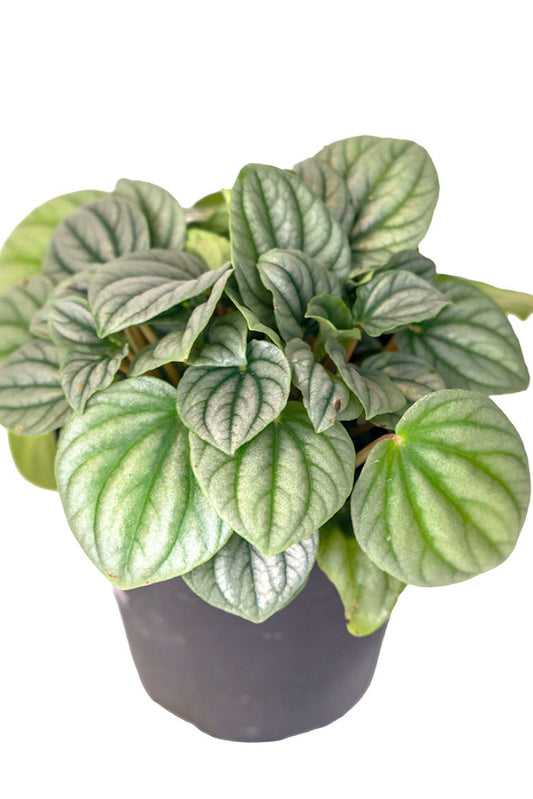 PEPEROMIA FROST