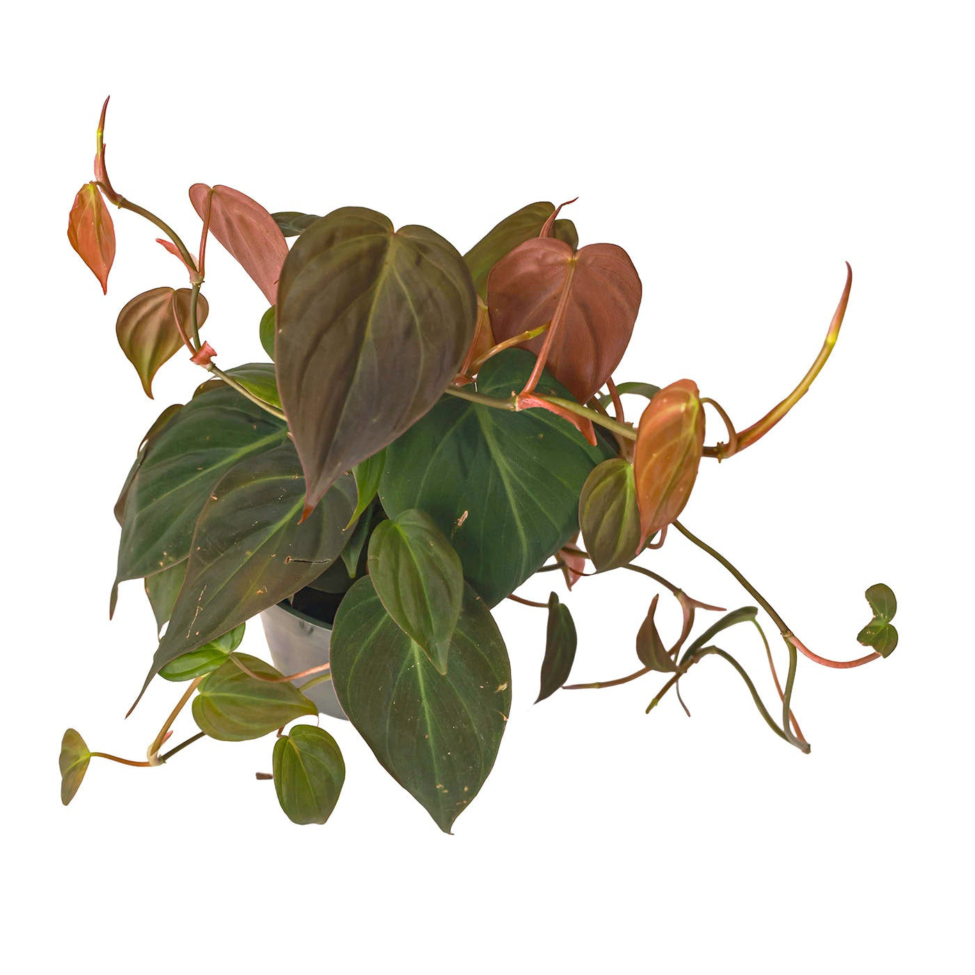 Philodendron Micans