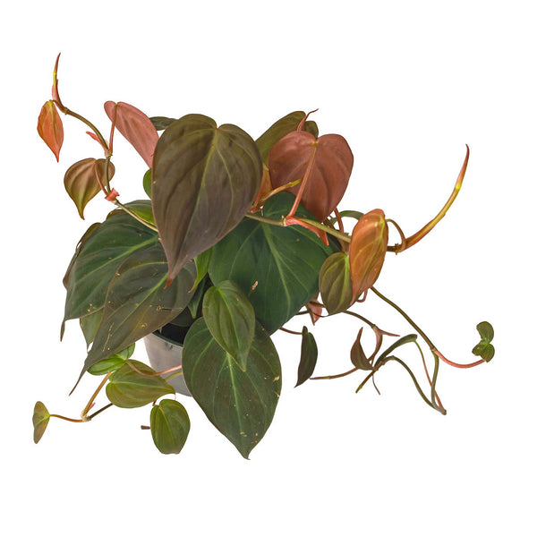 Philodendron Micans | Philo Micans in 4.5 Pot | Rare Potted Indoor Plant for Delivery | Houseplant for sale