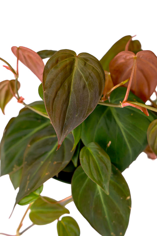 Philodendron Micans