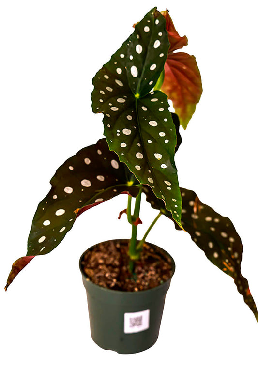 Begonia Maculata