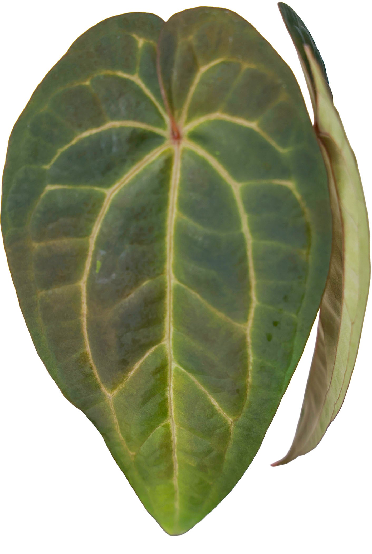 Anthurium Ace of Spades X Papillilaminum