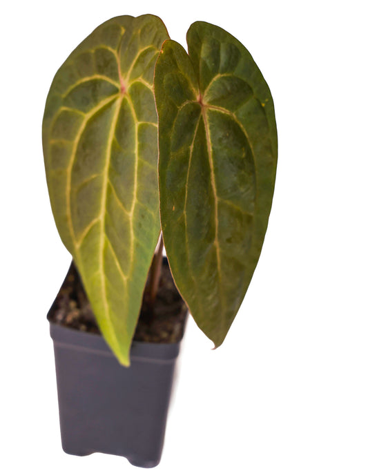 Anthurium Ace of Spades X Papillilaminum