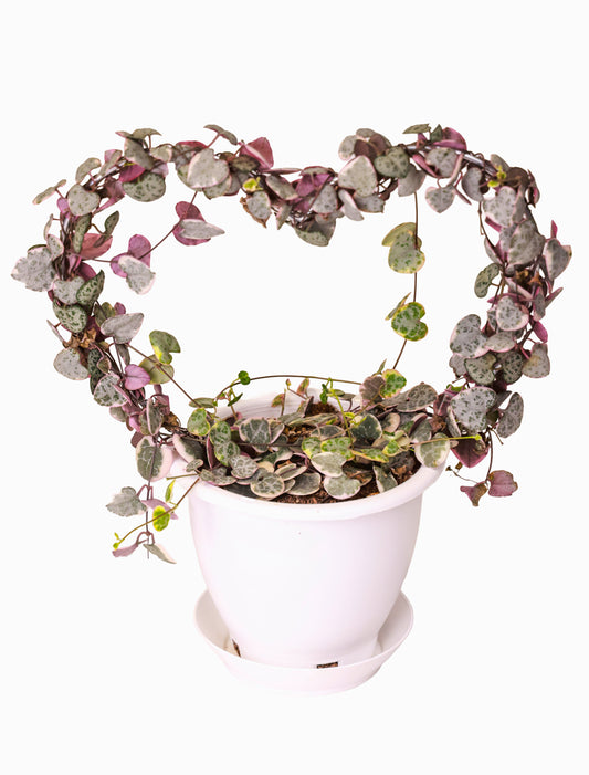 String of Hearts on Heart Trellis