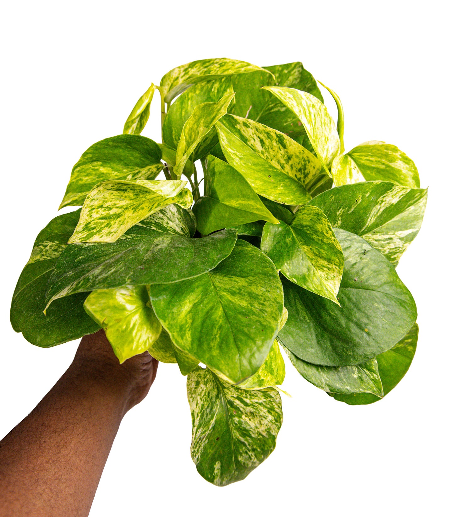 Pothos Marble Queen - Nursery Grown