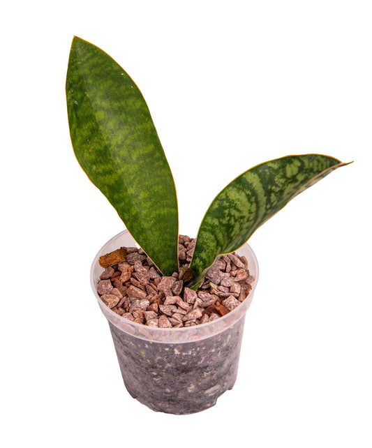 Snake Plant Whale Fin