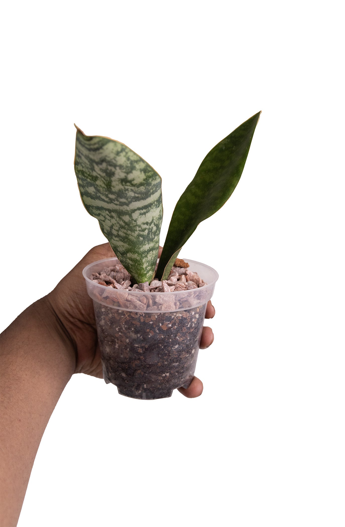 Snake Plant Whale Fin