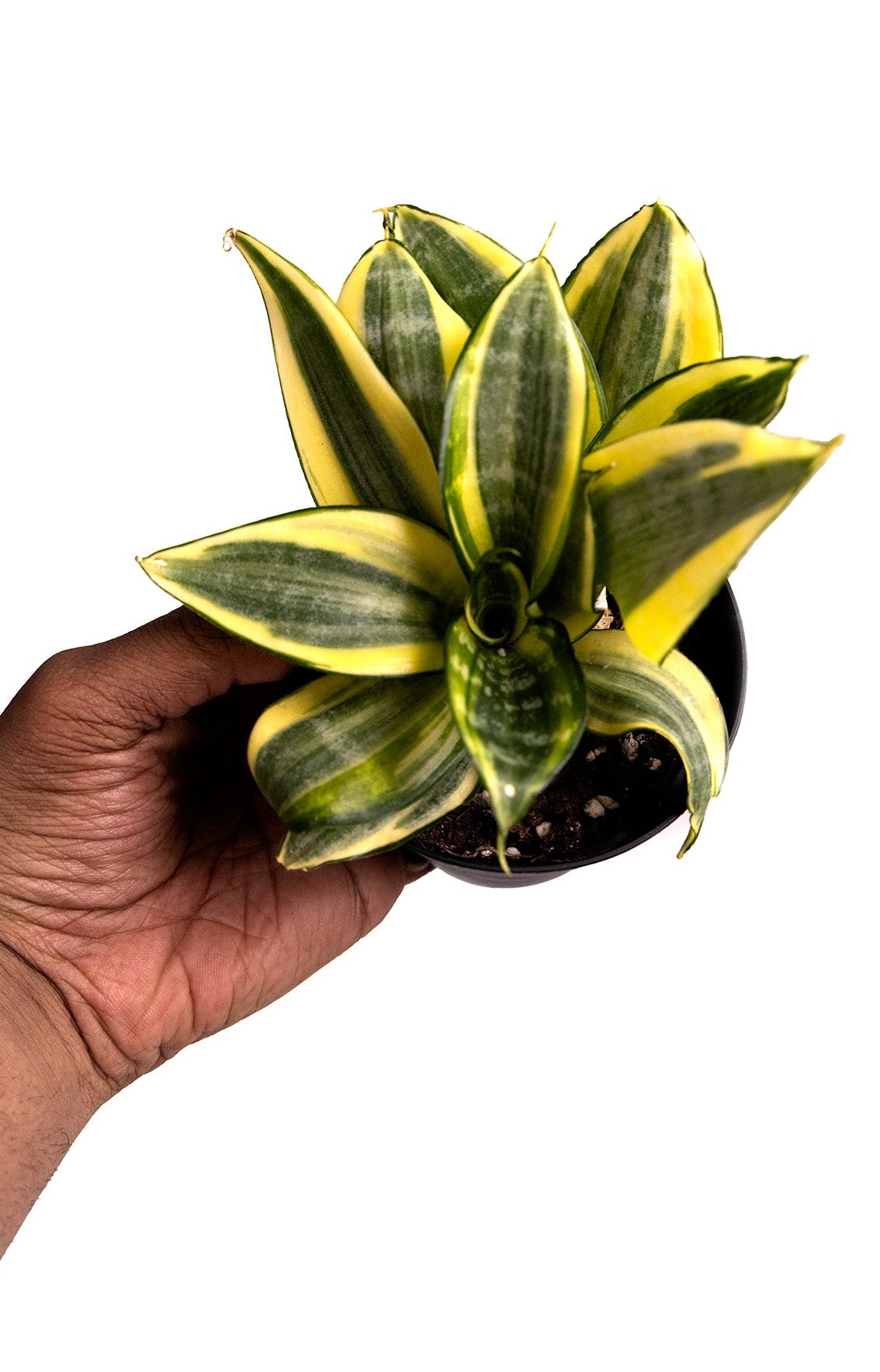 Snake Plant Golden Hahnii