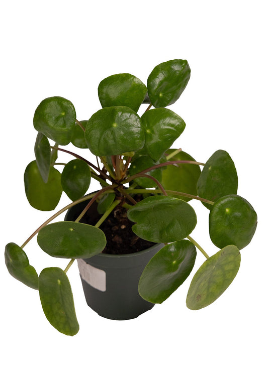 Pilea Peperomioides (Money Plant)