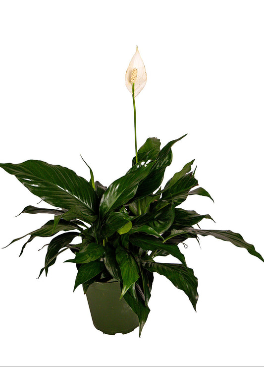 Spathiphyllum “ Peace Lily
