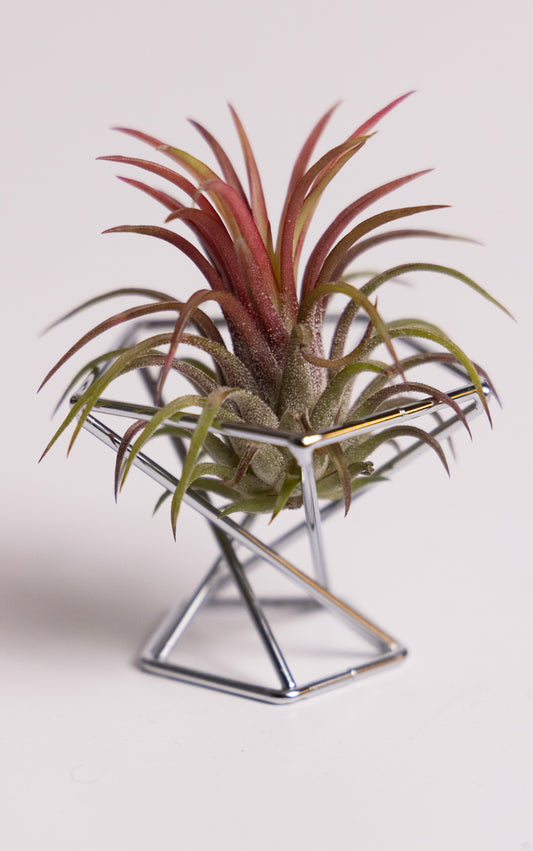 Blushing Air Plant (Tillandsia ionantha)