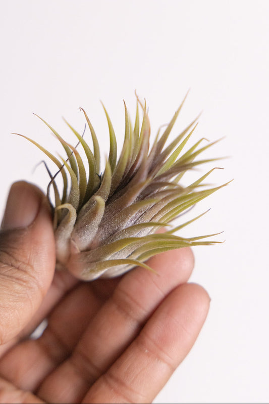 Mini Air Plant (Tillandsia ionantha)