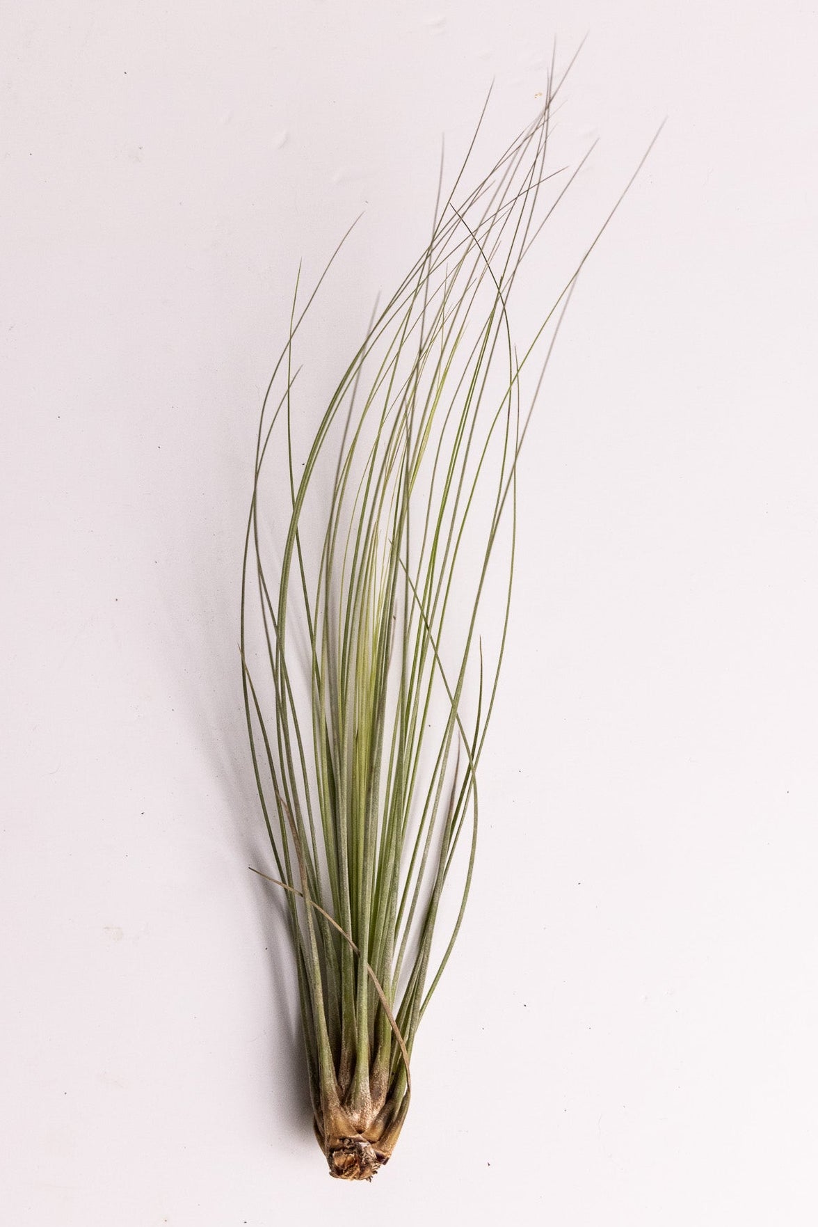 Air Plant ‘Juncea’ (Tillandsia juncea)