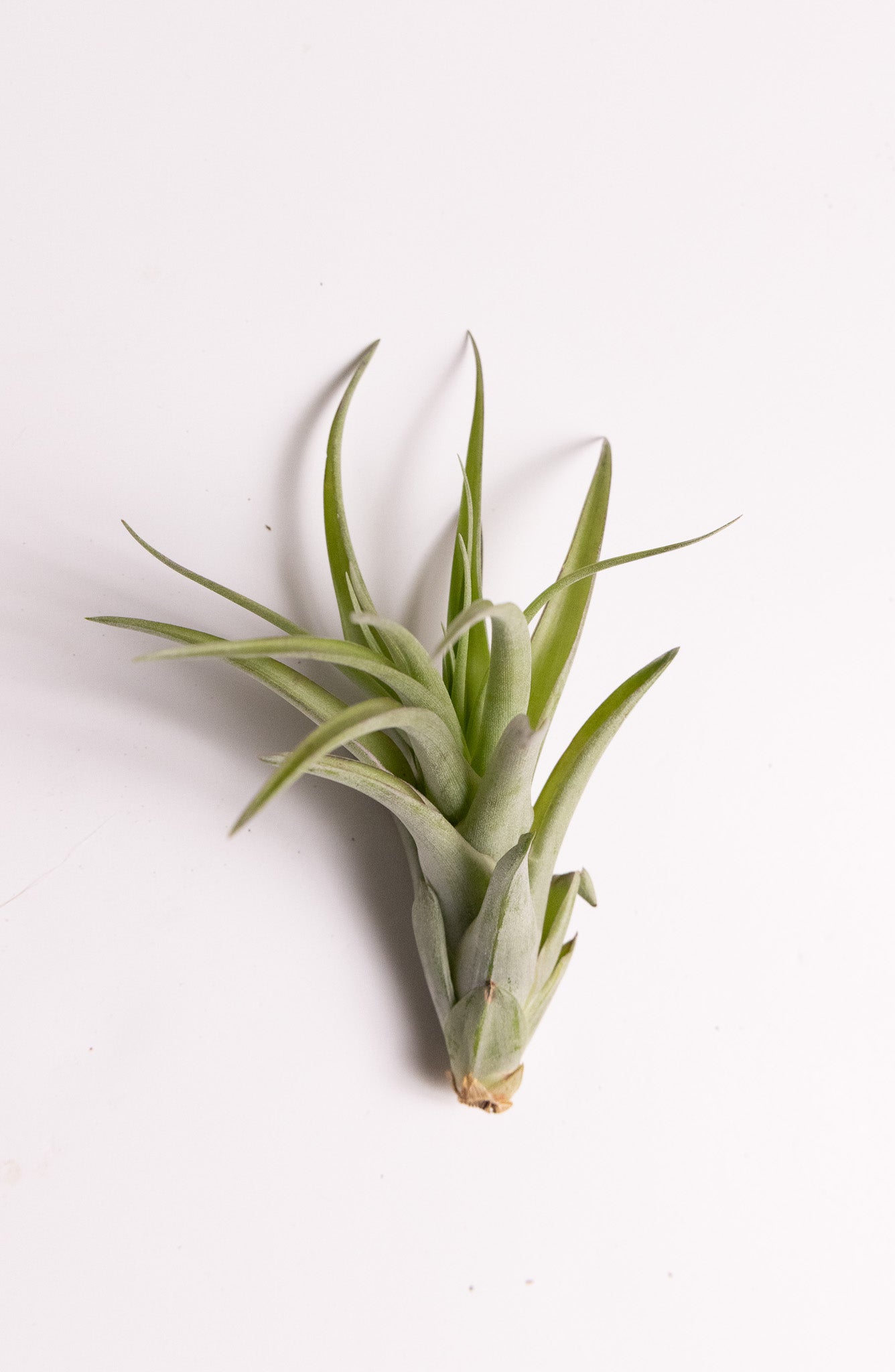 Air Plant ‘Capitata Peach’ (Tillandsia capitata ‘Peach’)