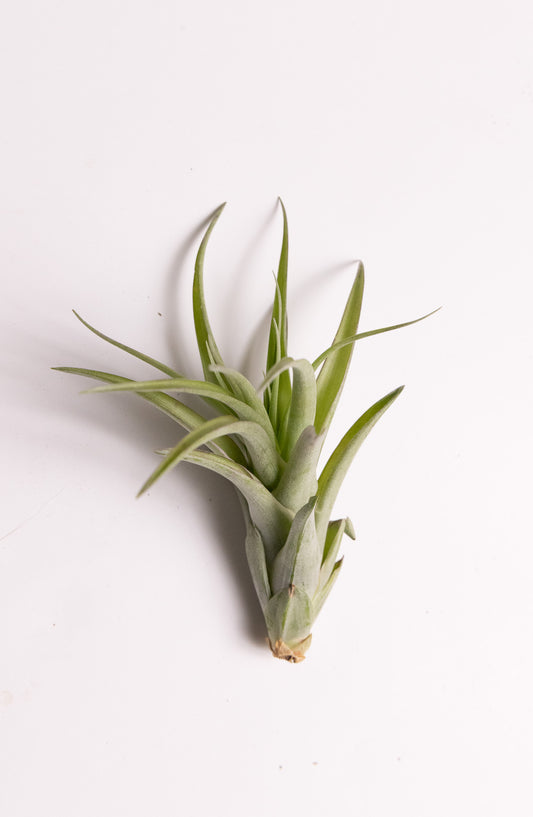 Air Plant ‘Capitata Peach’ (Tillandsia capitata ‘Peach’)