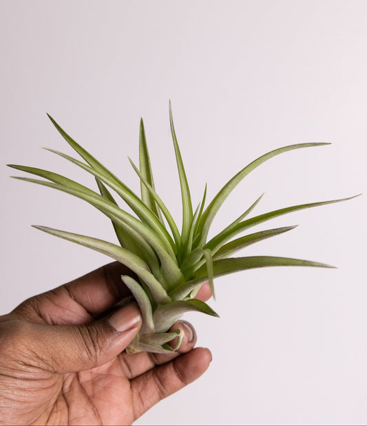 Air Plant ‘Capitata Peach’ (Tillandsia capitata ‘Peach’)