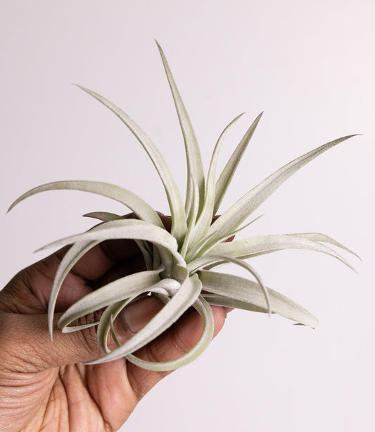 Air Plant ‘Harrisii’ (Tillandsia harrisii)