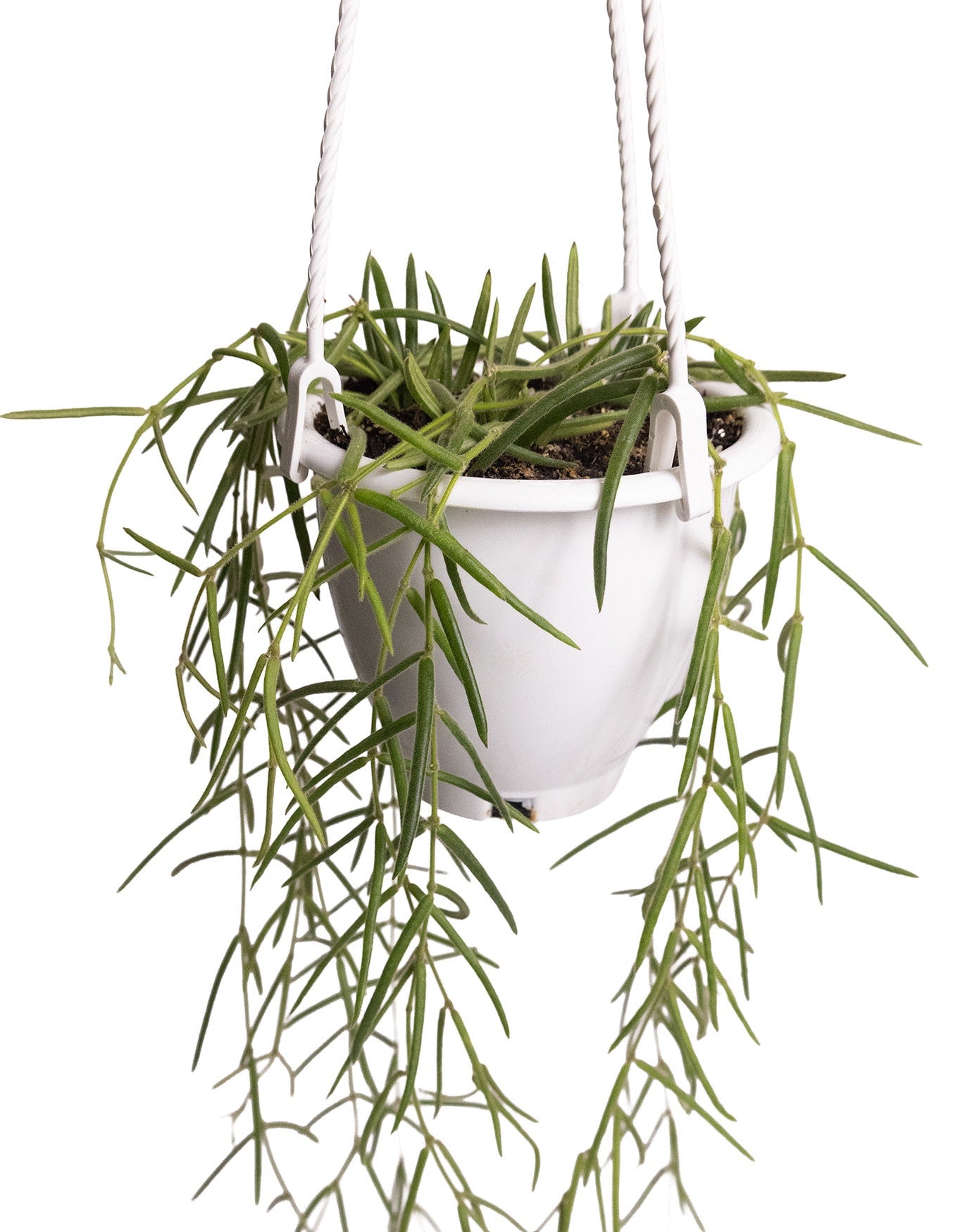 Hoya Linearis
