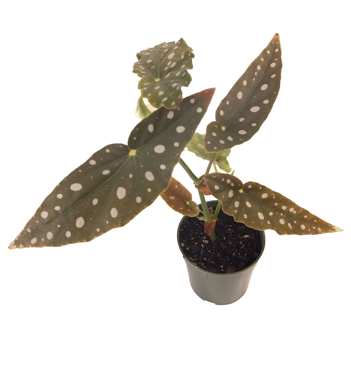 Begonia Maculata