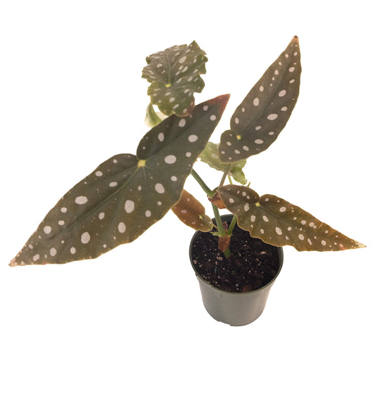 Begonia Maculata