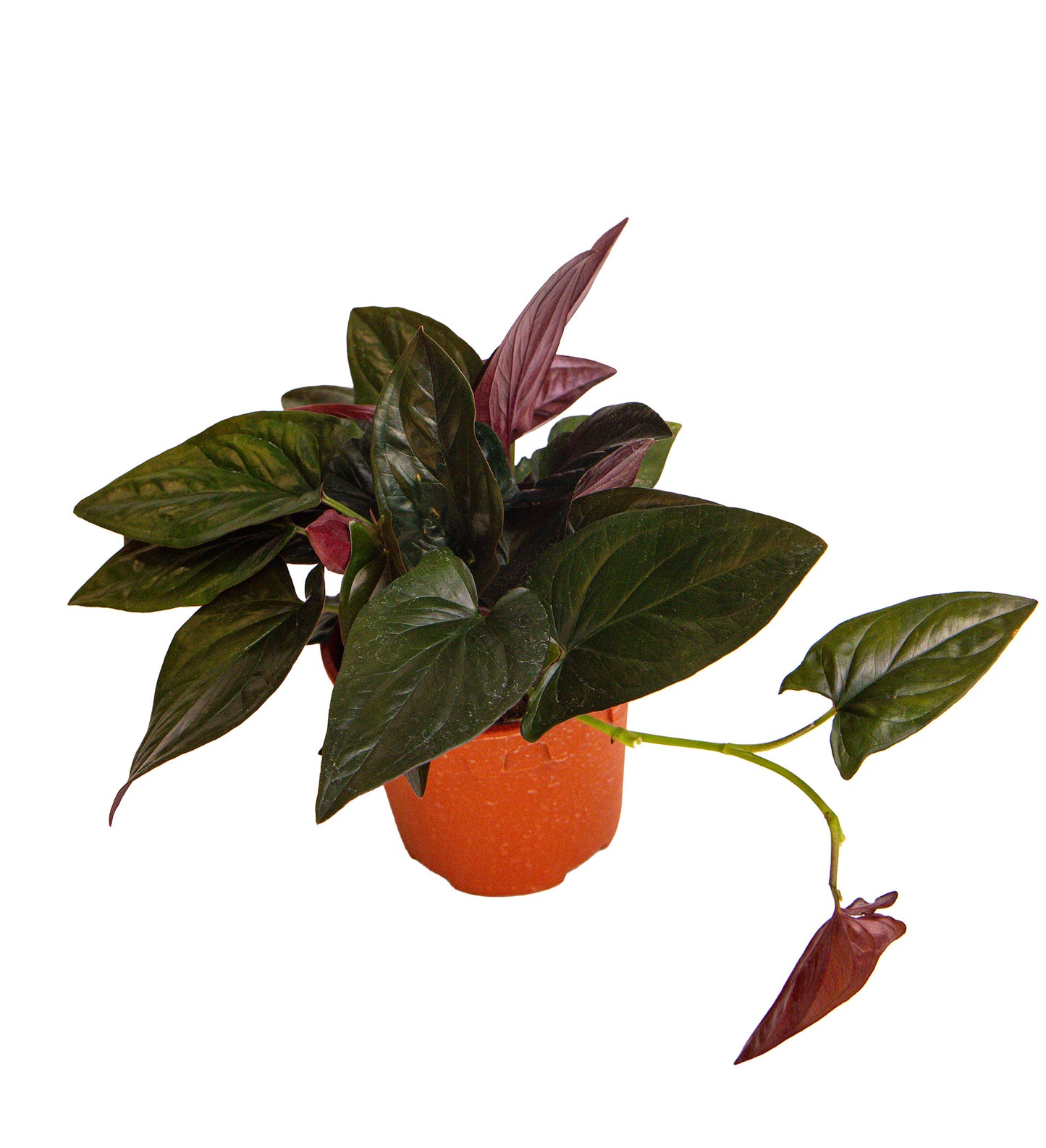 Syngonium Red Arrow