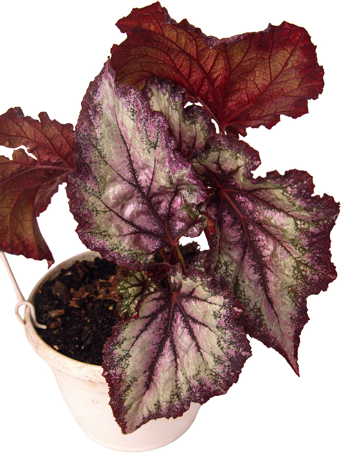 Begonia ‘Emma’s Revolution’ Hybrid