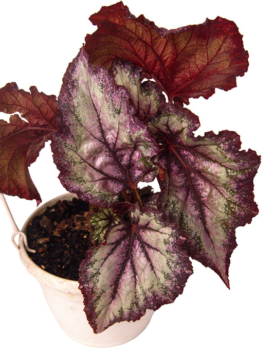 Begonia ‘Emma’s Revolution’ Hybrid