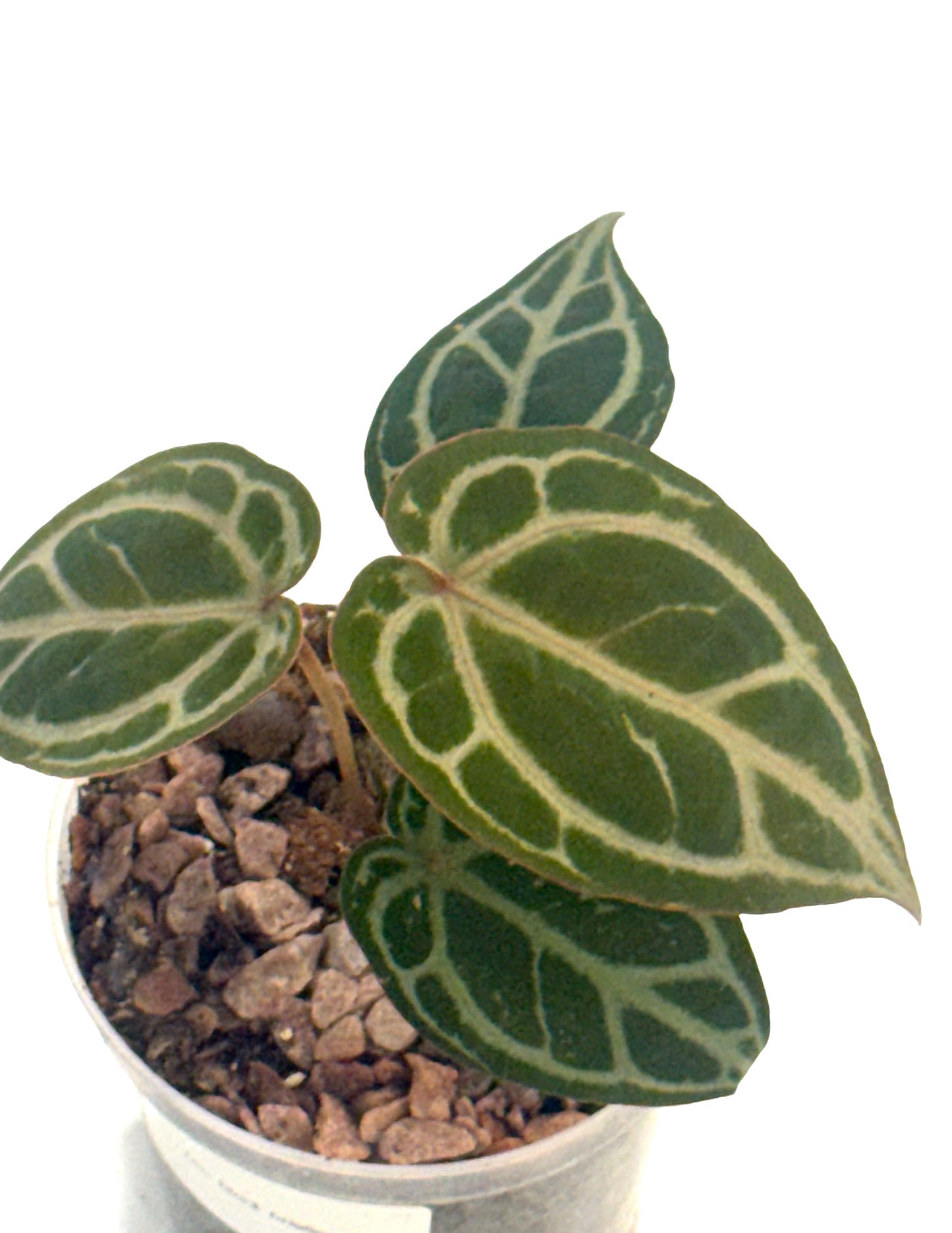 Anthurium DocBlock Brielle x Zara