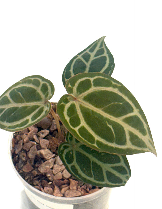 Anthurium DocBlock Brielle x Zara