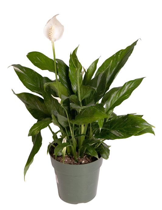 Spathiphyllum 'Domino'